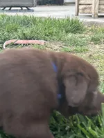 Caleb, a male Boxer and Labrador Retriever for sale in Ina, IL – Photo 2 of 5