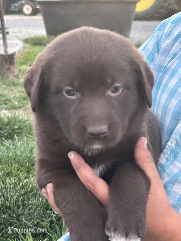 Caleb – Boxer, Labrador Retriever puppy for sale in Ina, IL