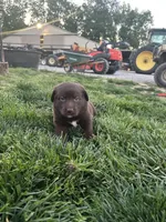 Caleb, a male Boxer and Labrador Retriever for sale in Ina, IL – Photo 5 of 5