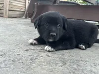 Candace, a female Boxer and Labrador Retriever for sale in Ina, IL – Photo 2 of 2