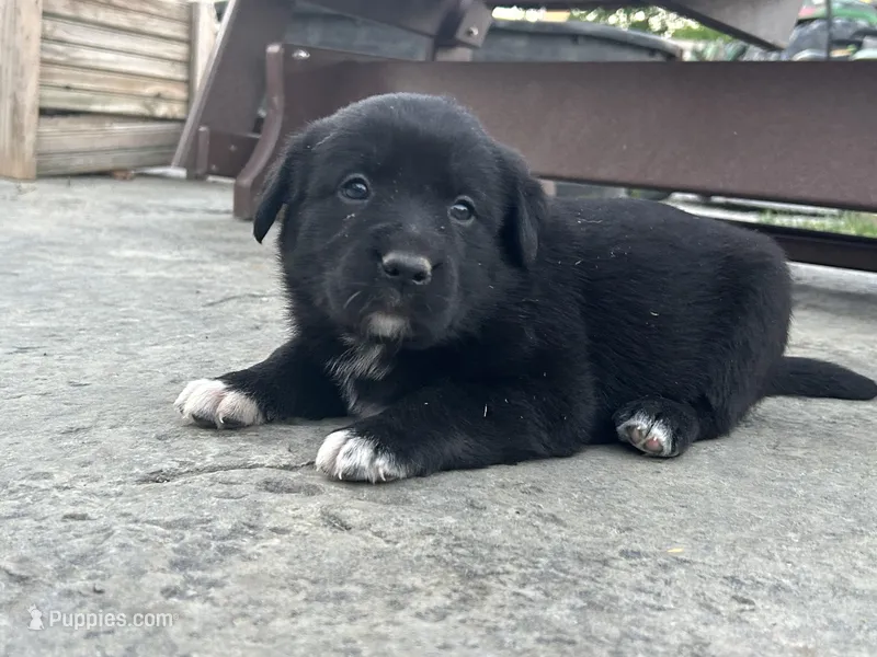 Candace – Boxer, Labrador Retriever puppy for sale in Ina, IL