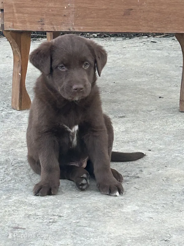 Caleb – Boxer, Labrador Retriever puppy on hold in Ina, IL