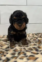 Chip, a male Poodle - Miniature  for sale in Houston, TX – 2 of 5