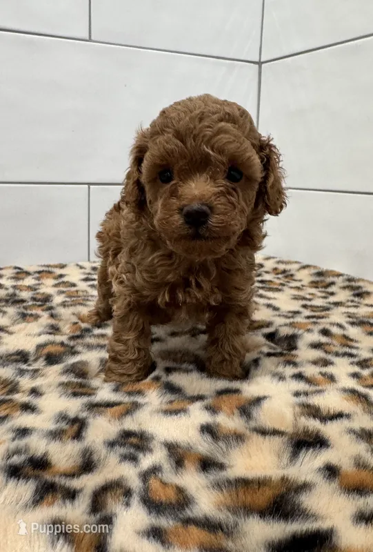 Peanut  – Poodle - Toy  puppy for sale in Houston, TX