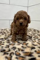 Peanut , a male Poodle - Toy  for sale in Houston, TX – 1 of 4
