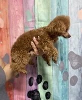 TinyToyStud, a male Poodle - Toy  for sale in Houston, TX – Photo 2 of 5