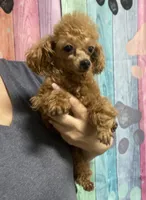 TinyToyStud, a male Poodle - Toy  for sale in Houston, TX – Photo 5 of 5