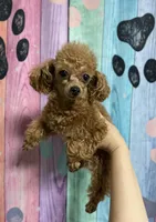TinyToyStud, a male Poodle - Toy  for sale in Houston, TX – Photo 1 of 5