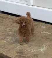 TinyToyStud, a male Poodle - Toy  for sale in Houston, TX – Photo 4 of 5