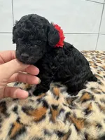 Lexi BlkPhantom Toy, a female Poodle - Toy  for sale in Houston, TX – 3 of 4