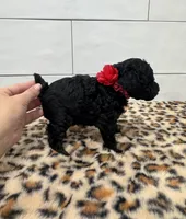 Lexi BlkPhantom Toy, a female Poodle - Toy  for sale in Houston, TX – 2 of 4