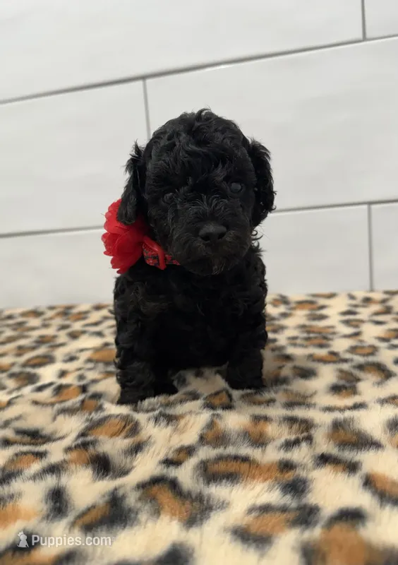 Lexi BlkPhantom Toy – Poodle - Toy  puppy for sale in Houston, TX