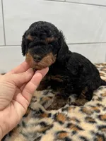 Chip, a male Poodle - Miniature  for sale in Houston, TX – 4 of 5