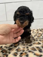 Chip, a male Poodle - Miniature  for sale in Houston, TX – 3 of 5