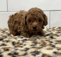 Peanut , a male Poodle - Toy  for sale in Houston, TX – 3 of 4