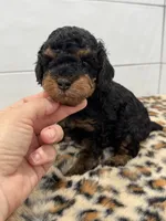 Chip, a male Poodle - Miniature  for sale in Houston, TX – 5 of 5