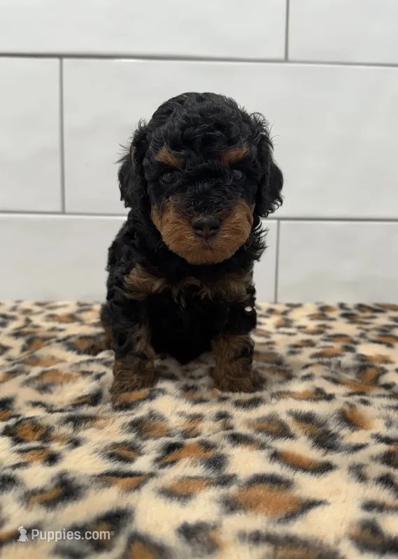 Chip – Poodle - Miniature  puppy for sale in Houston, TX