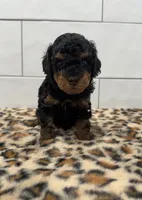 Chip, a male Poodle - Miniature  for sale in Houston, TX – 1 of 5