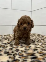 Peanut , a male Poodle - Toy  for sale in Houston, TX – 2 of 4