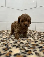 Peanut , a male Poodle - Toy  for sale in Houston, TX – 4 of 4