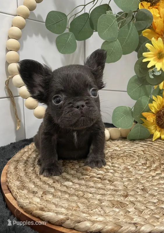 Hershey cocoa fluffy