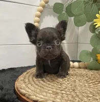 Hershey cocoa fluffy, a male French Bulldog for sale in Houston, TX – Photo 3 of 4