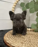 Hershey cocoa fluffy, a male French Bulldog for sale in Houston, TX – Photo 4 of 4