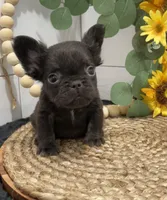 Hershey cocoa fluffy, a male French Bulldog for sale in Houston, TX – Photo 2 of 4