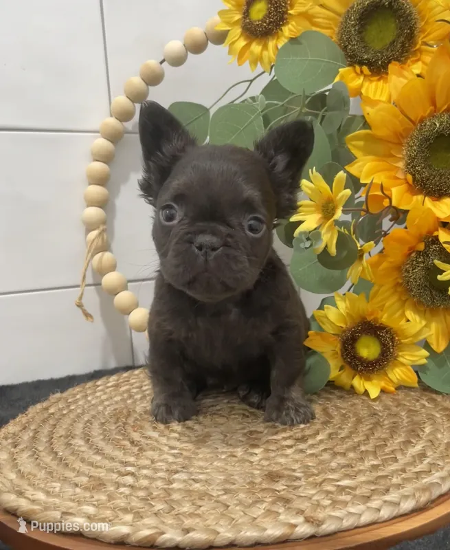 Brownie cocoa fluffy, a male French Bulldog for sale in Houston, TX – Photo 1 of 4