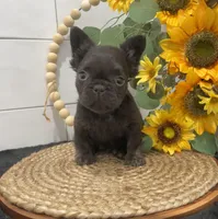 Brownie cocoa fluffy, a male French Bulldog for sale in Houston, TX – Photo 4 of 4