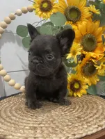 Brownie cocoa fluffy, a male French Bulldog for sale in Houston, TX – Photo 2 of 4