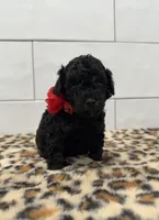 Lexi BlkPhantom Toy, a female Poodle - Toy  for sale in Houston, TX – 4 of 4