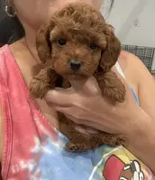 Red Toy Female, a female Poodle - Toy  for sale in Houston, TX – Photo 2 of 8