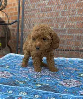 Red Toy Female, a female Poodle - Toy  for sale in Houston, TX – Photo 3 of 8