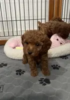 Red Toy Female, a female Poodle - Toy  for sale in Houston, TX – Photo 6 of 8