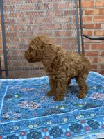 Red Toy Female, a female Poodle - Toy  for sale in Houston, TX – Photo 4 of 8