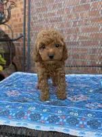 Red Toy Female, a female Poodle - Toy  for sale in Houston, TX – Photo 5 of 8