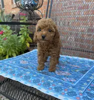 Red Toy Female, a female Poodle - Toy  for sale in Houston, TX – Photo 8 of 8