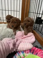 Red Toy Female, a female Poodle - Toy  for sale in Houston, TX – Photo 7 of 8