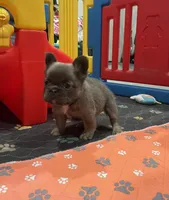 Blue Fluffy+Rojo, a female French Bulldog for sale in Houston, TX – Photo 2 of 5