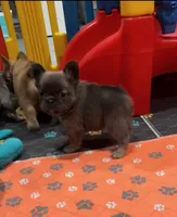 Blue Fluffy+Rojo, a female French Bulldog for sale in Houston, TX – Photo 4 of 5