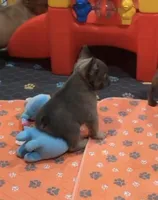 Blue Fluffy+Rojo, a female French Bulldog for sale in Houston, TX – Photo 3 of 5