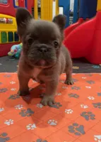 Blue Fluffy+Rojo, a female French Bulldog for sale in Houston, TX – Photo 5 of 5