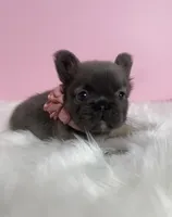 Blue Fluffy+Rojo, a female French Bulldog for sale in Houston, TX – Photo 1 of 5