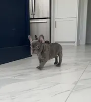 Tootsie-Roll, a female French Bulldog for sale in Houston, TX – Photo 3 of 5