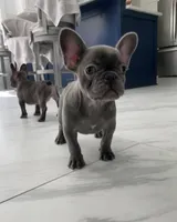 Tootsie-Roll, a female French Bulldog for sale in Houston, TX – Photo 2 of 5