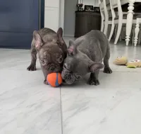 Tootsie-Roll, a female French Bulldog for sale in Houston, TX – Photo 5 of 5