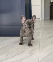 Tootsie-Roll, a female French Bulldog for sale in Houston, TX – Photo 4 of 5