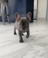 Tootsie-Roll, a female French Bulldog for sale in Houston, TX – Photo 1 of 5