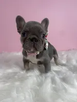 LilacTan+Rojo+Fluffy, a female French Bulldog for sale in Houston, TX – Photo 3 of 5